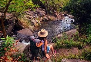 Guided woodland hikes