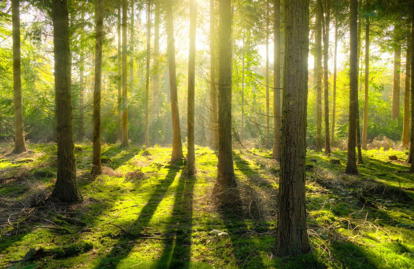 Sunbeams through the native woodland