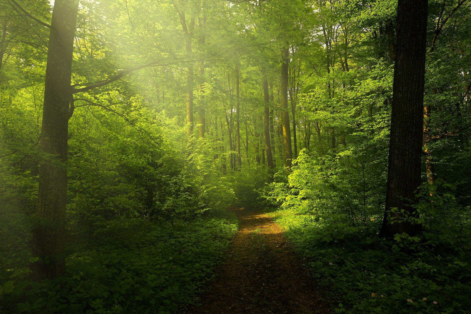 Native woodland trail in Altautina Verde
