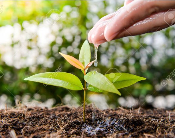Natural building and planting workshops