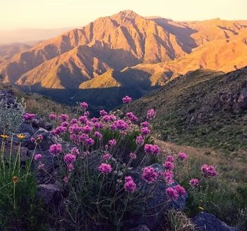 Traslasierra mountains in bloom