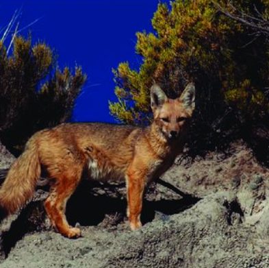 Native wildlife of Traslasierra